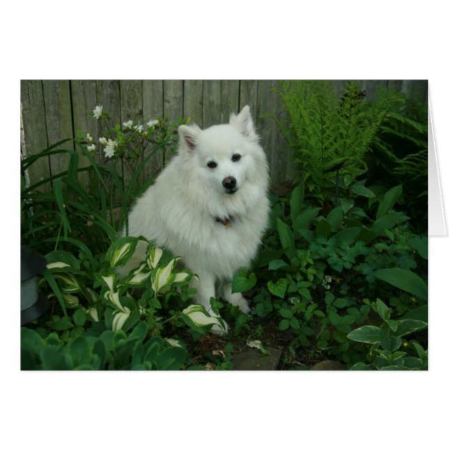 Luka (Anverso (Horizontal))