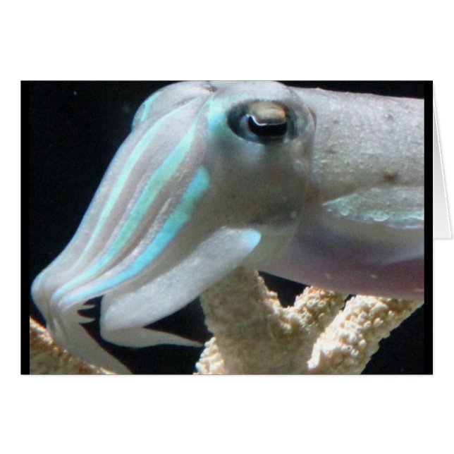 Luminoso Cuttlefish (Anverso (Horizontal))