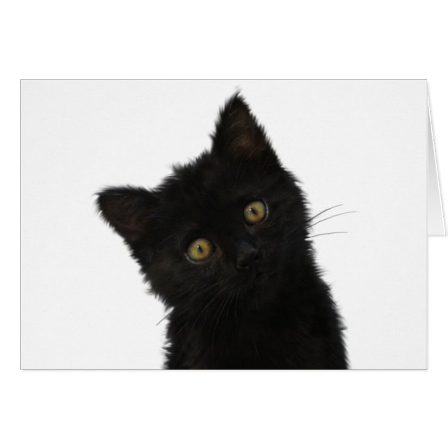 Luna Bella Black Kitten (Anverso (Horizontal))