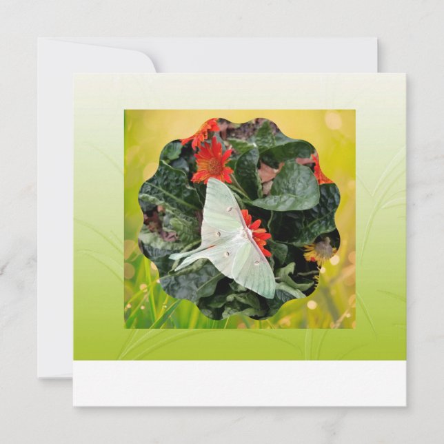 Luna Moth cautivador (Anverso)
