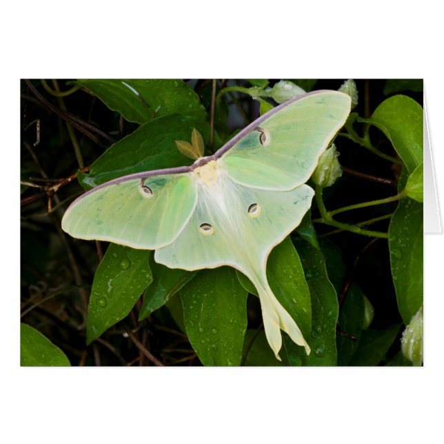 Luna Moth en Carnaby Clematis (Anverso (Horizontal))