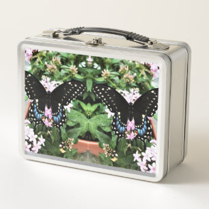 Lunes Box - Black Swallowtail oriental