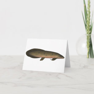 Lungfish australiano
