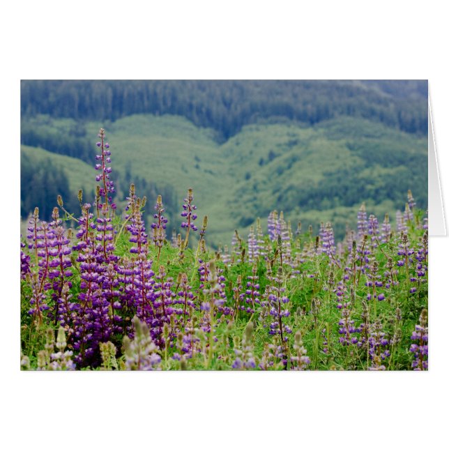 Lupine 01 (Anverso (Horizontal))