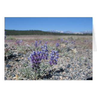 Lupine cerca del Parque Nacional Yosemite
