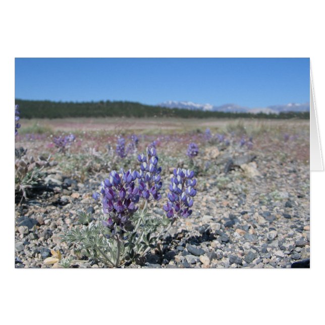 Lupine cerca del Parque Nacional Yosemite (Anverso (Horizontal))