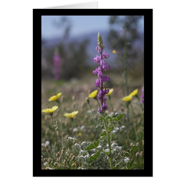 Lupine del desierto (Frente)