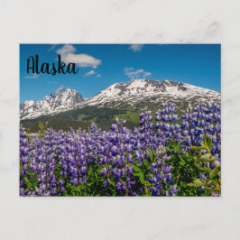 Lupine en una postal floreciente en Alaska