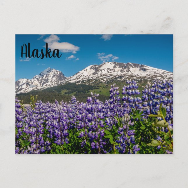 Lupine en una postal floreciente en Alaska (Anverso)