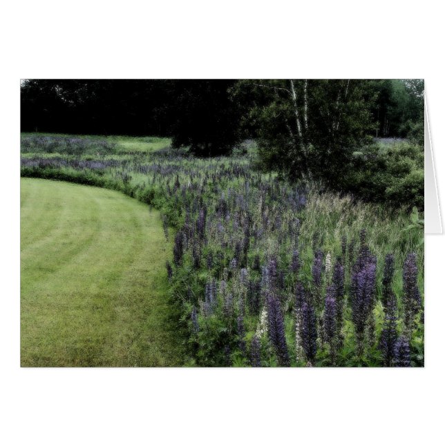 Lupine Margin (Anverso (Horizontal))