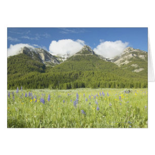 Lupine morado y montañas