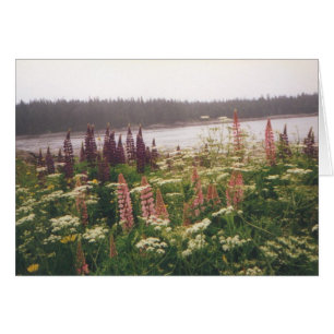 "Lupines, Vinalhaven, Maine "