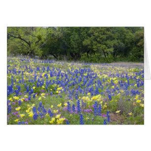 Lupinos, prímula y flox