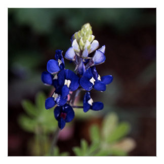 Lupinus texensis - Poster de Texas Bluebonnet