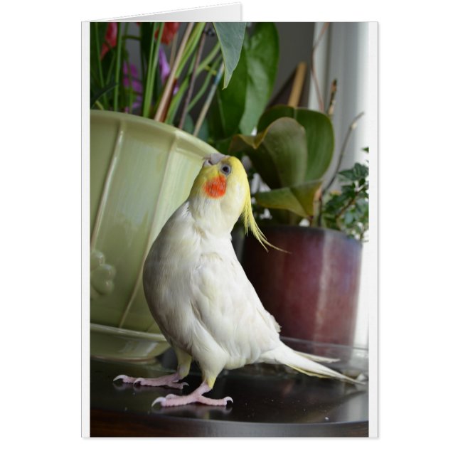 Lutino Cockatiel (Frente)