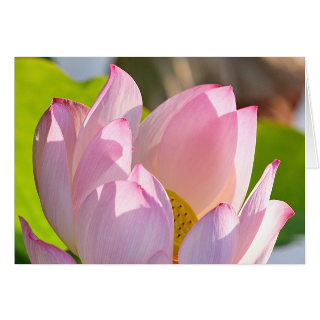 Luz de la mañana (Anverso (Horizontal))