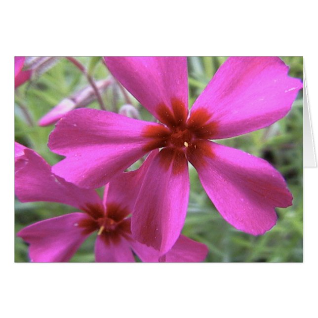 luz de las estrellas, estrella brillante (Anverso (Horizontal))