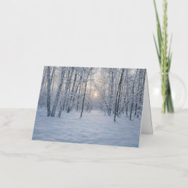 Luz de sol invernal en un tranquilo bosque de abed