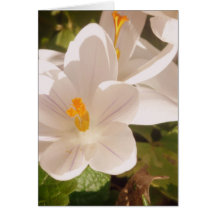 Luz desplegada de sangre blanca