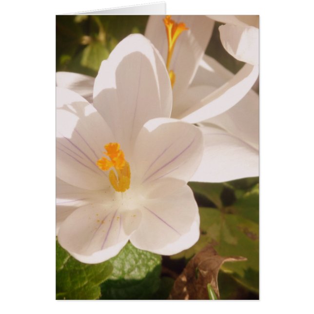 Luz desplegada de sangre blanca (Frente)