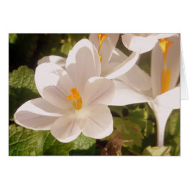 Luz desplegada de sangre blanca