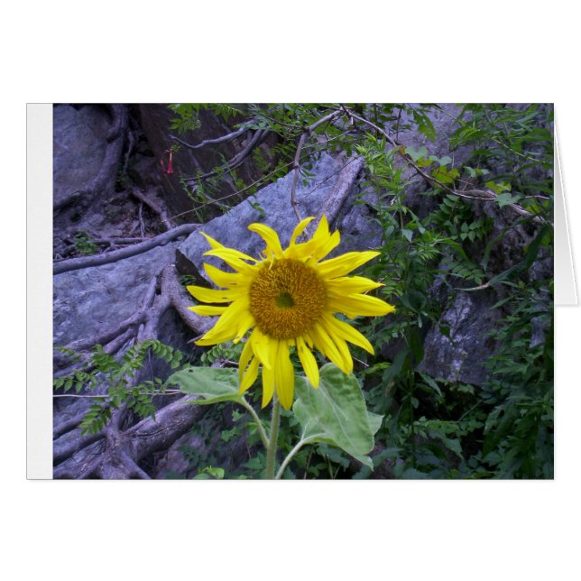 Luz en la oscuridad (Anverso (Horizontal))