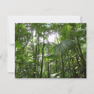 Luz solar a través de la selva tropical con cubier