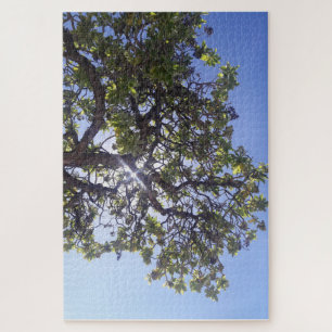 Luz solar a través de un rompecabezas de árbol