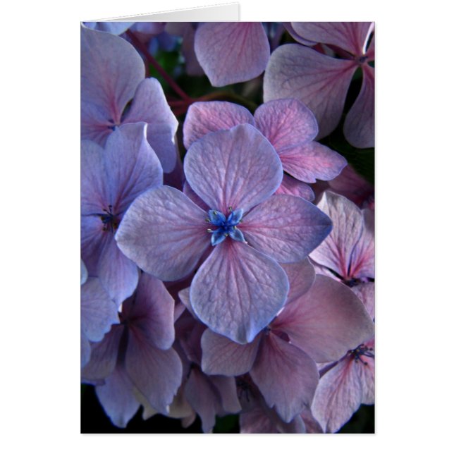 Luz Twightlight Hydrangea (Frente)