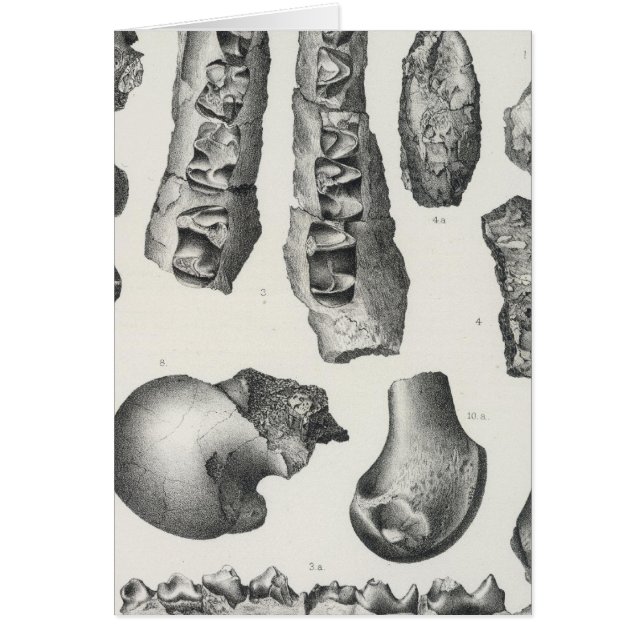 LV Coryphodon simus (Frente)