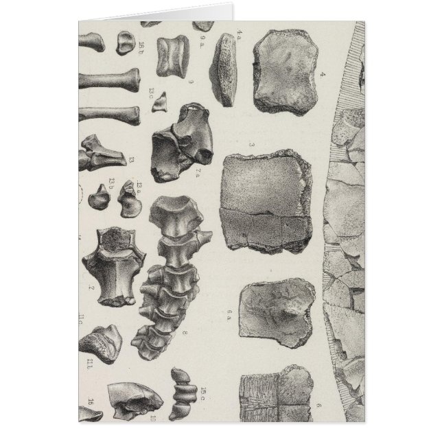 LXVII Testudo, Vultur (Frente)