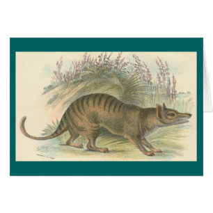 Lydekker - Thylacine - tigre tasmano