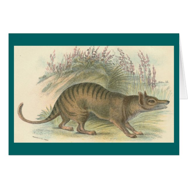 Lydekker - Thylacine - tigre tasmano (Anverso (Horizontal))