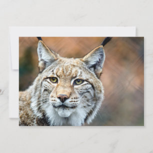 Lynx Bobcat Gato depredador de vida salvaje
