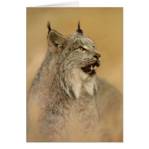 Lynx (Lynx canadensis) - Gatos salvajes