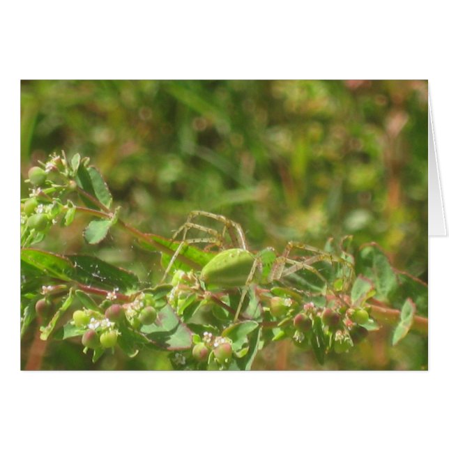 Lynx Spider (Anverso (Horizontal))