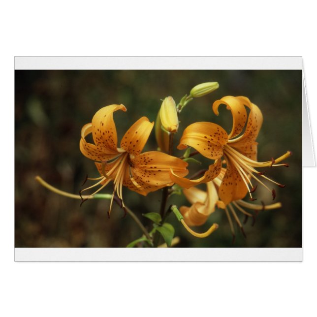 lys (Anverso (Horizontal))