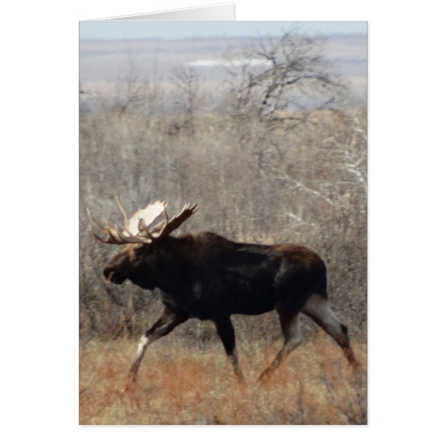 M10 Bull Moose (Frente)