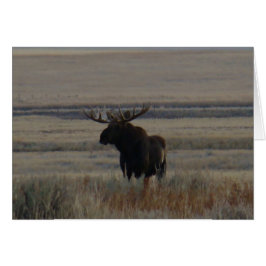 M1 Bull Moose