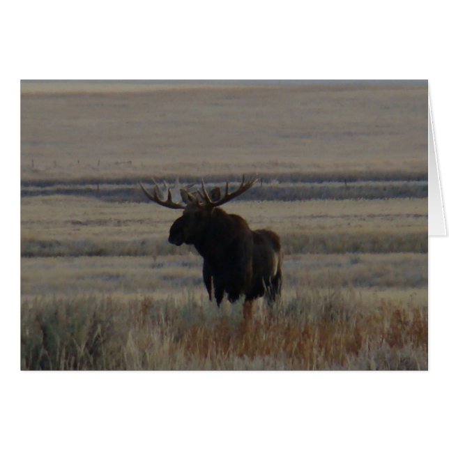 M1 Bull Moose (Anverso (Horizontal))