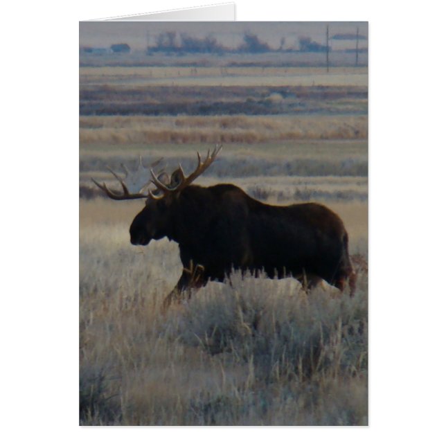 M2 Bull Moose (Frente)