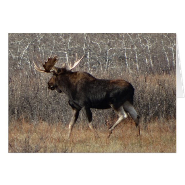 M8 Bull Moose (Anverso (Horizontal))