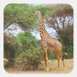 Maasai Giraffe Pegatina