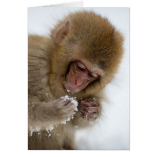 Macaca japonesa para bebés   Mono de nieve
