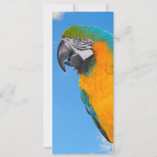 Macao azul y amarillo
