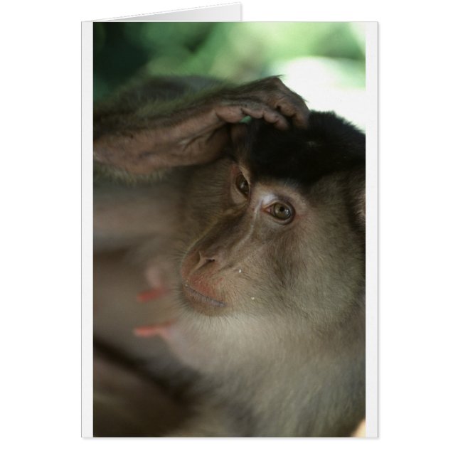 Macaque Monkey Borneo (Frente)