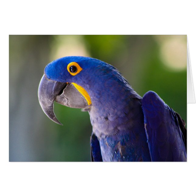Macaw (Anverso (Horizontal))
