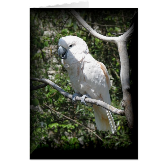 Macaw (Frente)