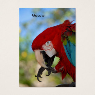 Macaw