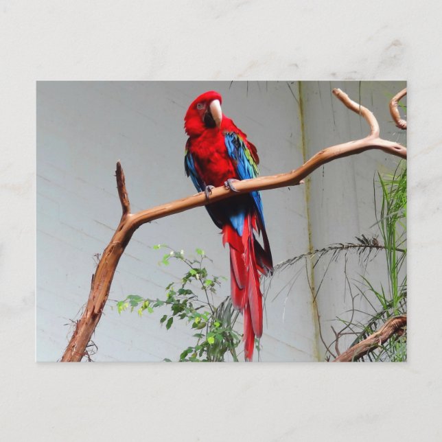 Macaw de ala verde #2 postal (Anverso)